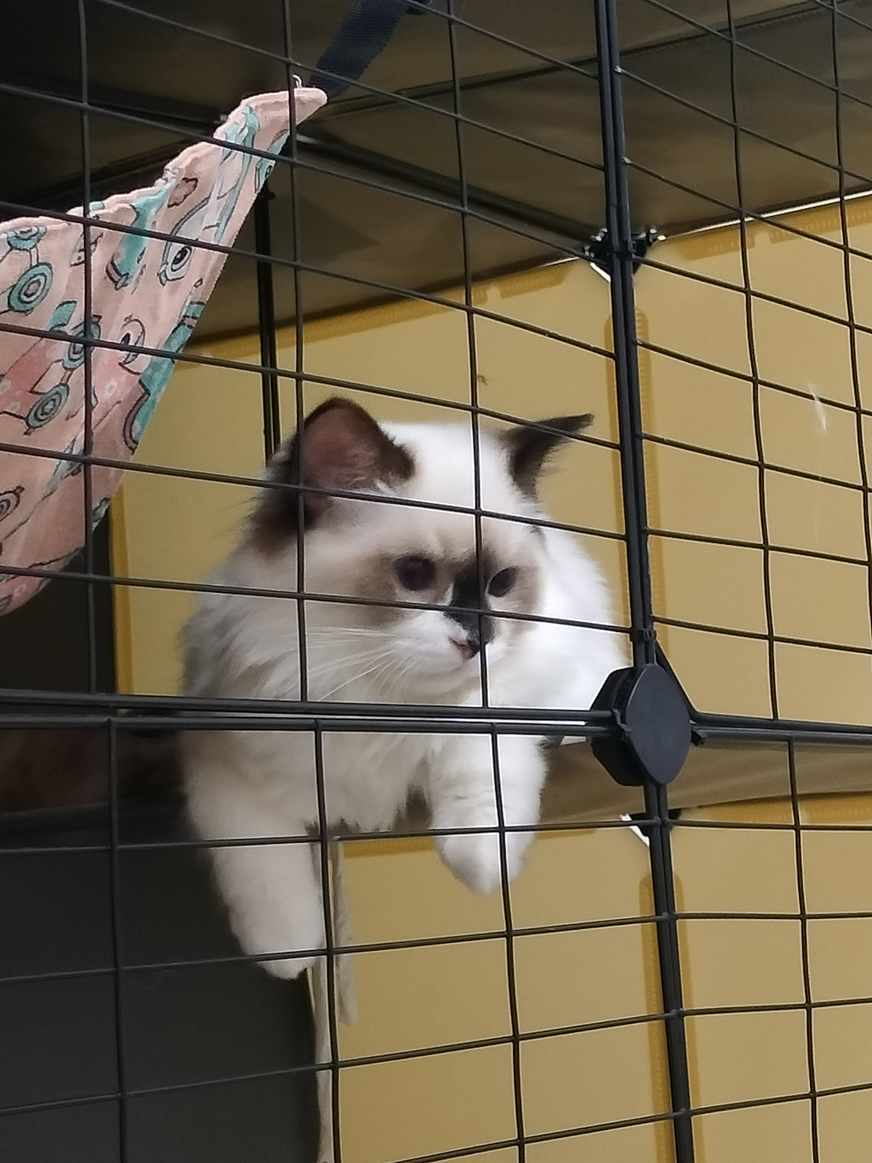 清一色布偶